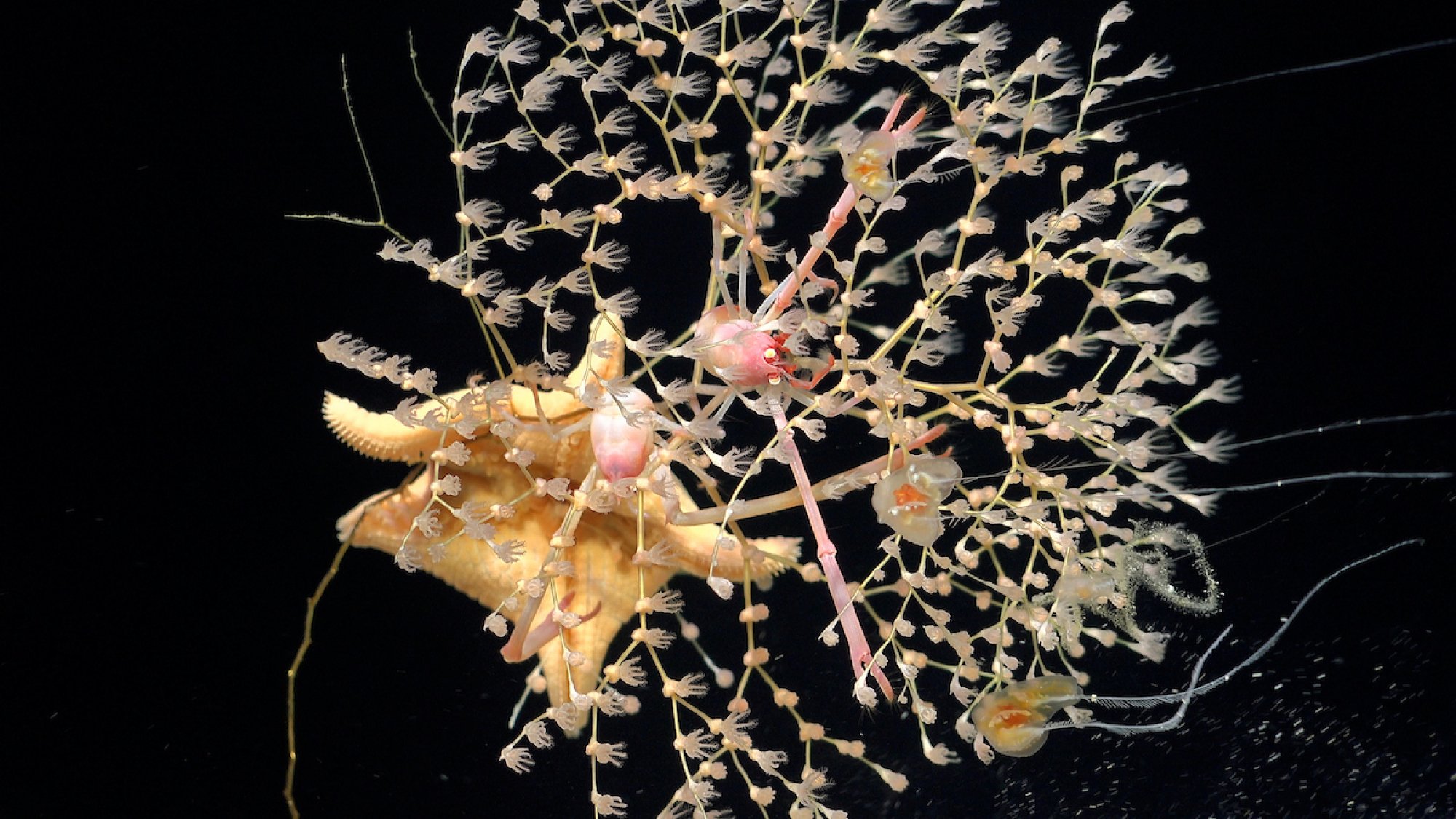 A squat lobster spotted among golden coral.