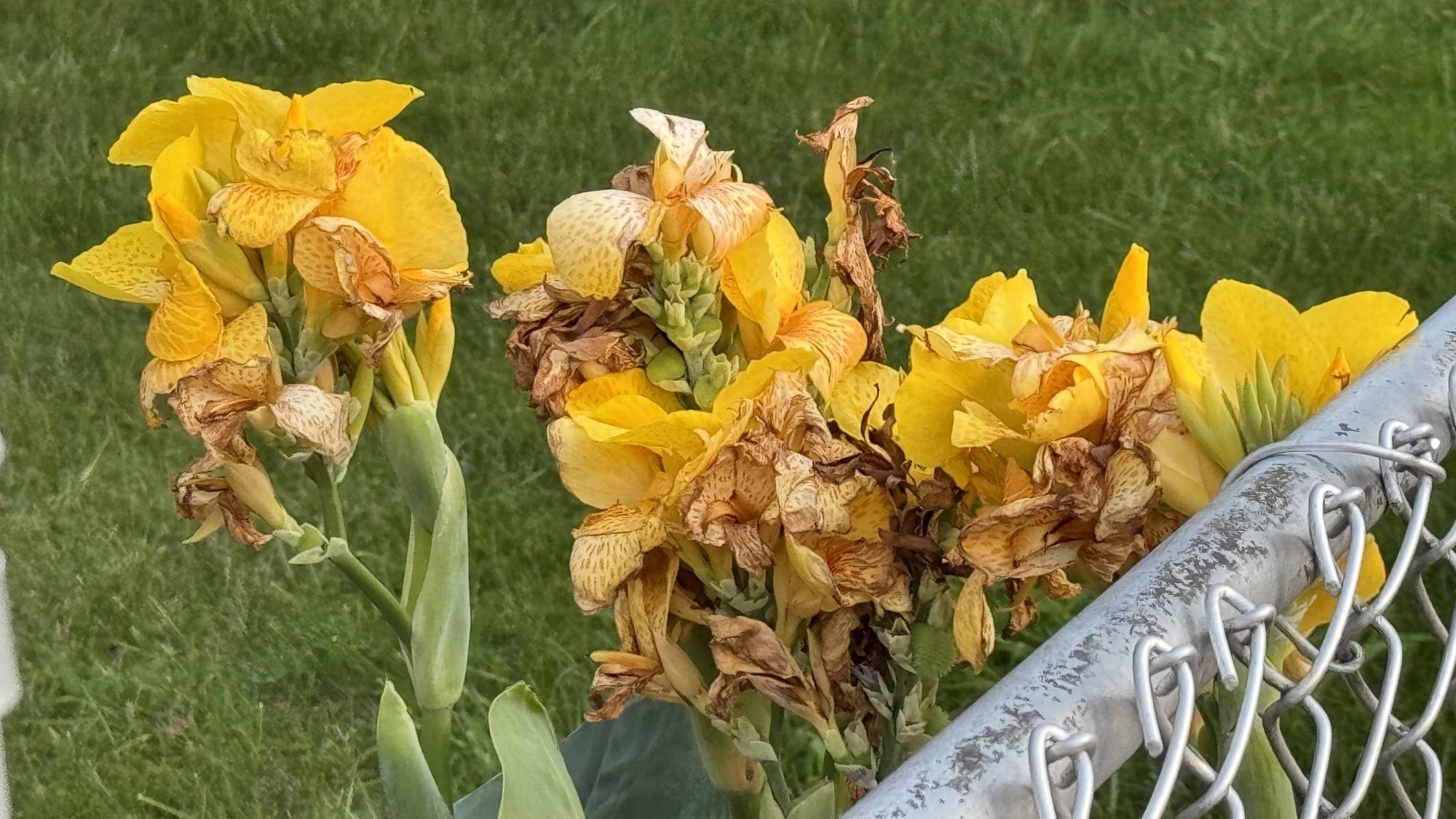 Photograph of yellow flowers behind a fence, taken on an iPhone 15 Pro Max.