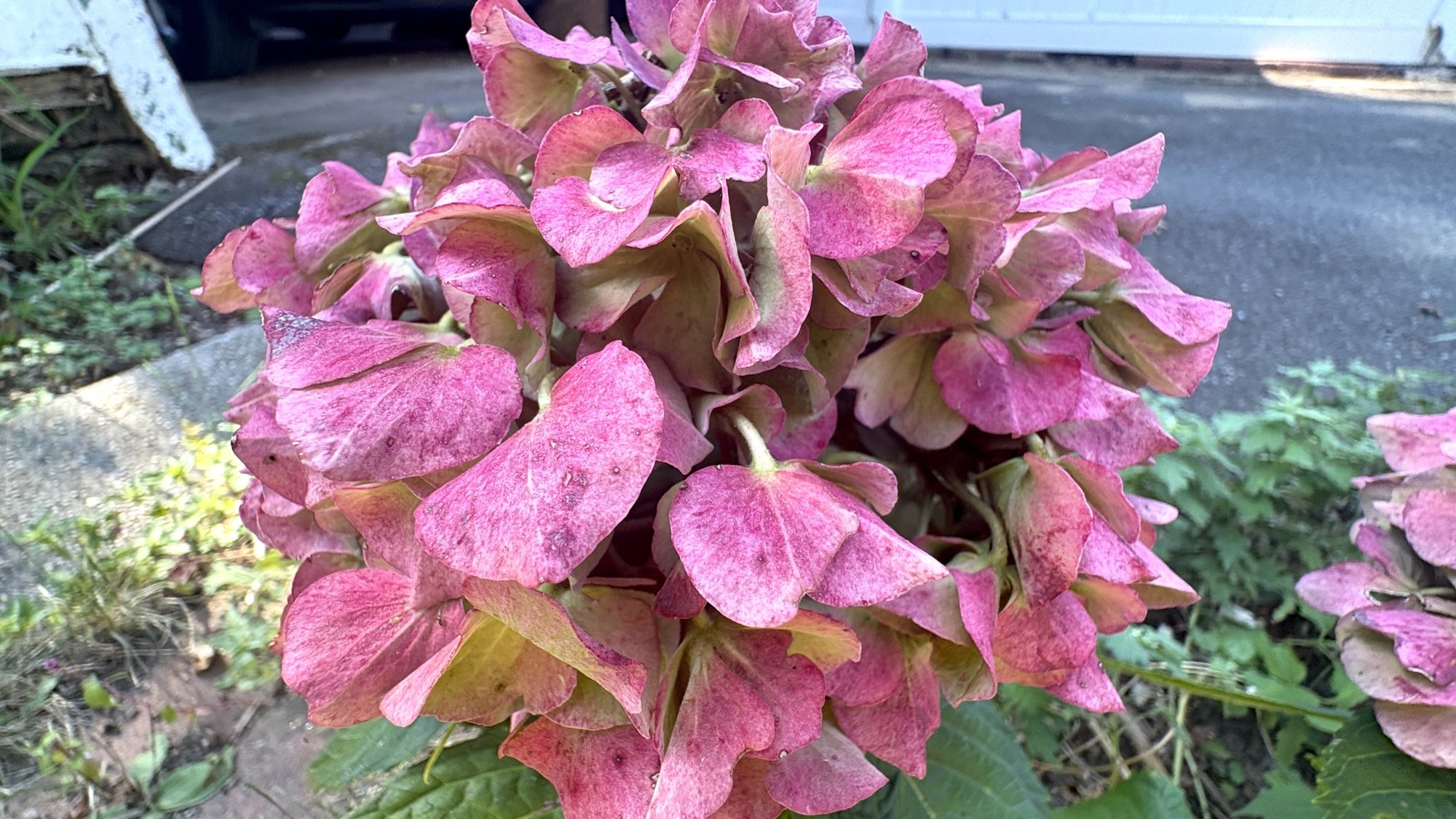 Penny Mac flowers in a backyard